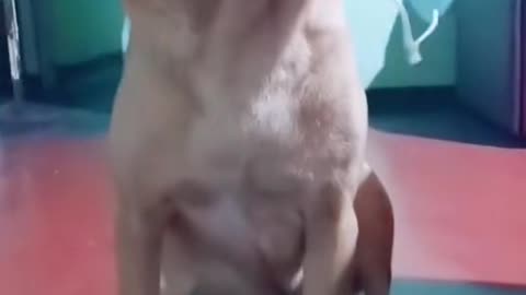 dog also wears a mask