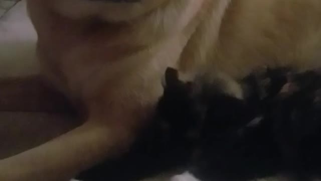 Kanochi rests with her big sis Hanna