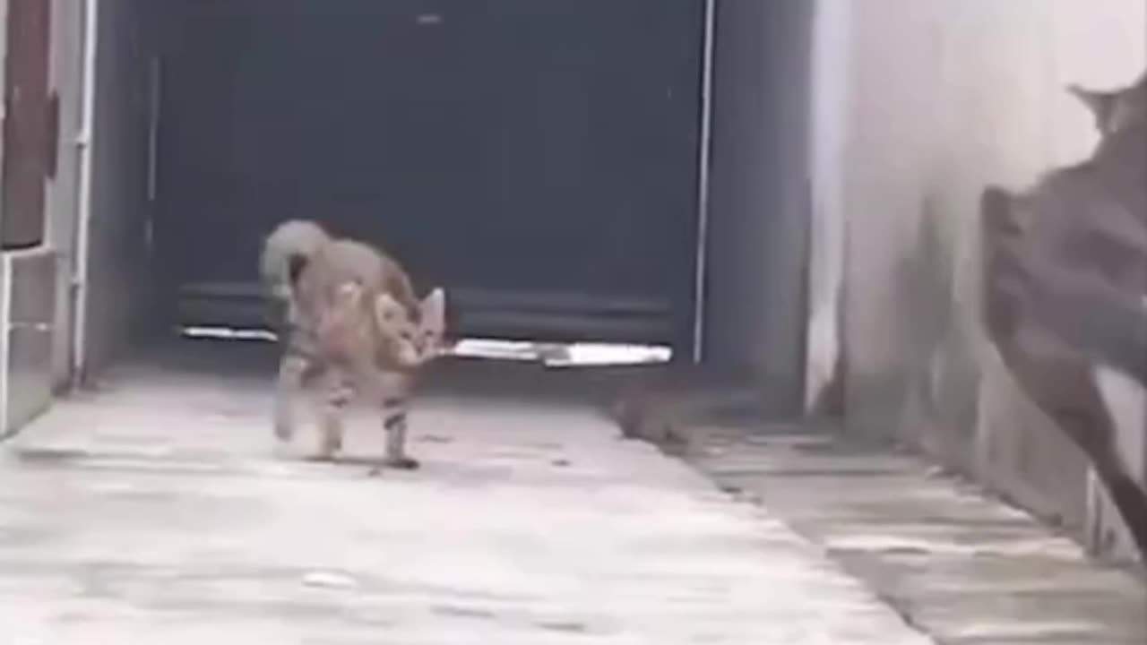 Ninja cats