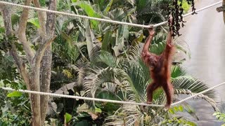 BALI INDONESIA Zoo