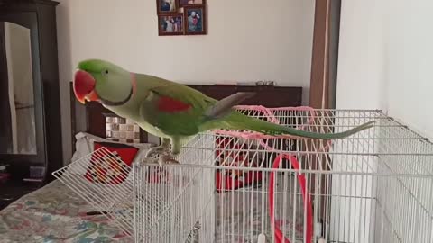 Pablo Parrot jaisi Singing aur Dance Nhi dhekha hoga p10