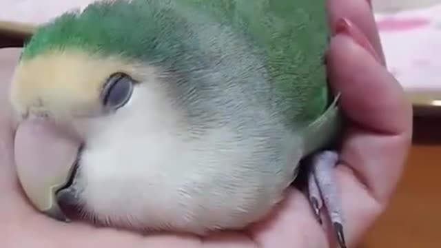 Parrot chill