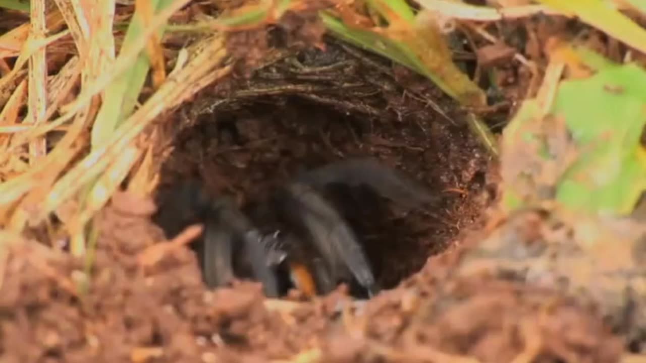 Wolf Spiders