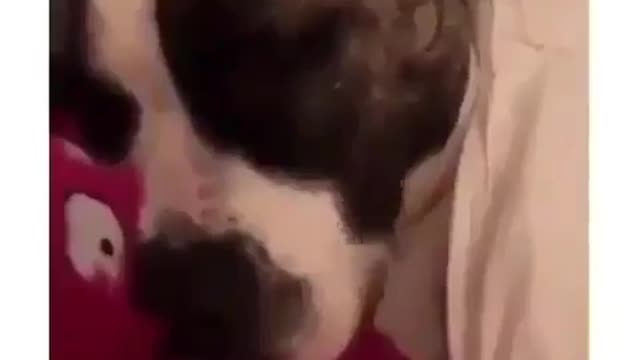 Best Funny Animal Videos 2022 😺 Funny Dog Videos 2022 😁 Funniest Dog Videos 😁😇