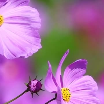 Glorious flowers, absolutely breathtaking.