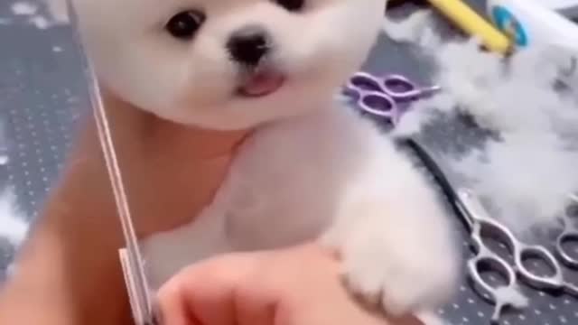 🔥Funniest Cats And Dogs Videos - 🔥Best Funny Animal Videos 2022🔥