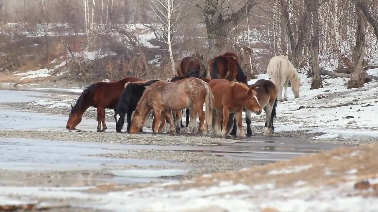 Mountain - Behavior of animals