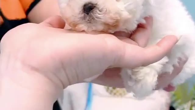 😜😜Funny dog 😍Video //#7 shorts