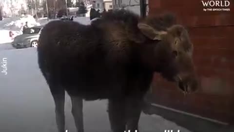 There's a moose stuck in my fence!