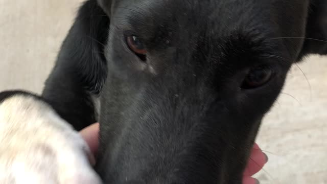 The cutest puppy in the world - black and white poppy dog is playing