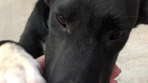 The cutest puppy in the world - black and white poppy dog is playing