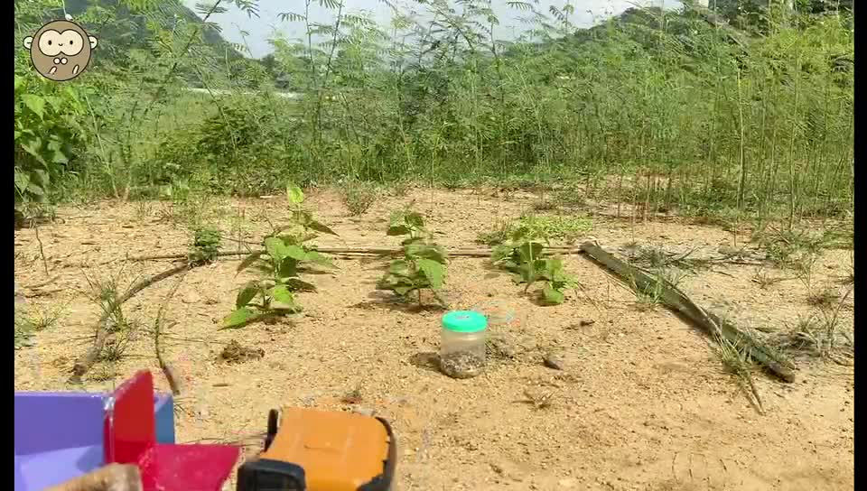 Monkeys can tear fruit by hand