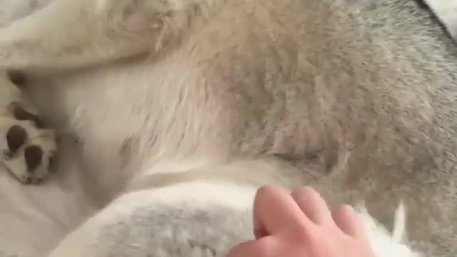 The dog is sleeping.