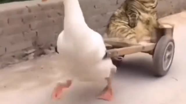 Duck funny moments compilation