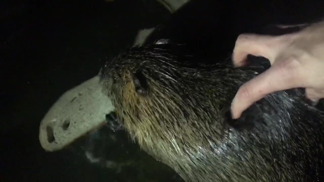 Wildlife in Prague