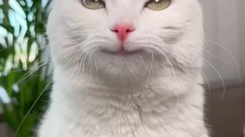 ВОТ ЭТО ПОВОРОТ cat funny pets funnycats animals memes cute comedy (1080p)