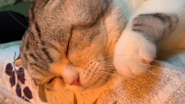 Xiaohua cat loves to clean and pay attention to hygiene