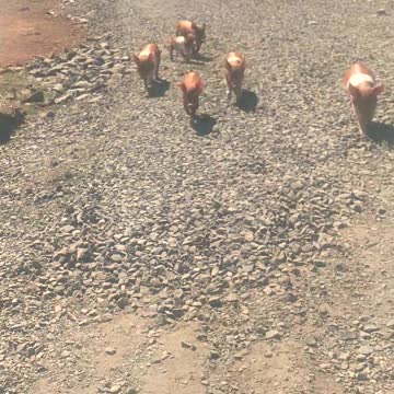Funny piglets chasing the farmer
