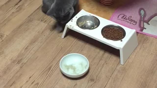 cat who eats leftovers with his hands because there is no food