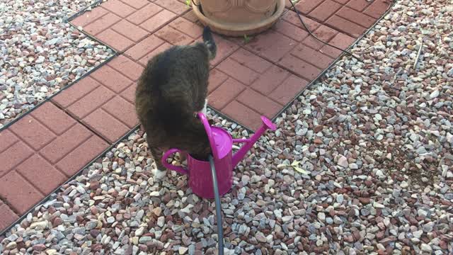Rocky and the pink bucket