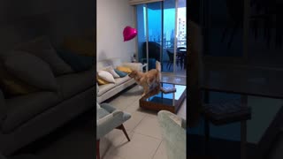 Goldenretriever playing with a balloon