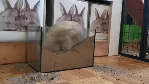 Viral Rabbit digging a battle of sand