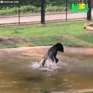 Animals Taste Freedom For The Very First Time