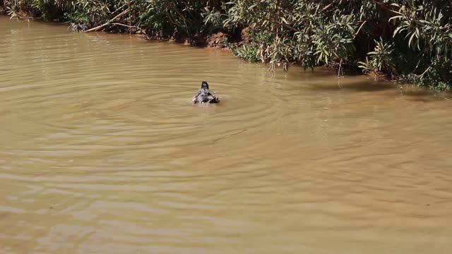 Ducks bathe in a smart way