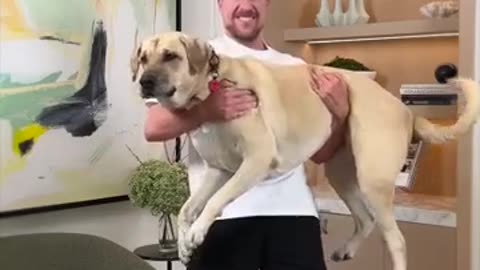 How much carry a weight of dog