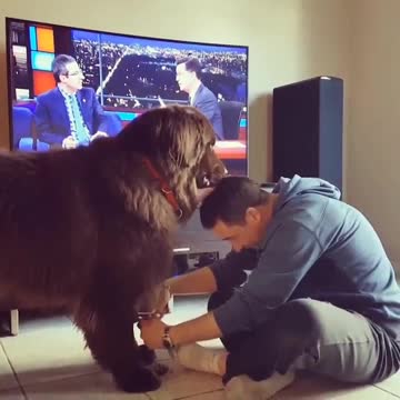 Mutual grooming session between doggy and owner will crack you up