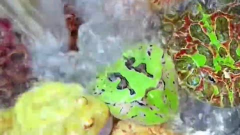 Frogs lover
