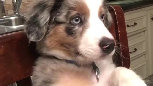 Dog Knows Table Manners While Waiting Patiently For Dinner