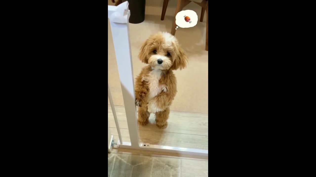 SOoo Cute Dog || thanking so much