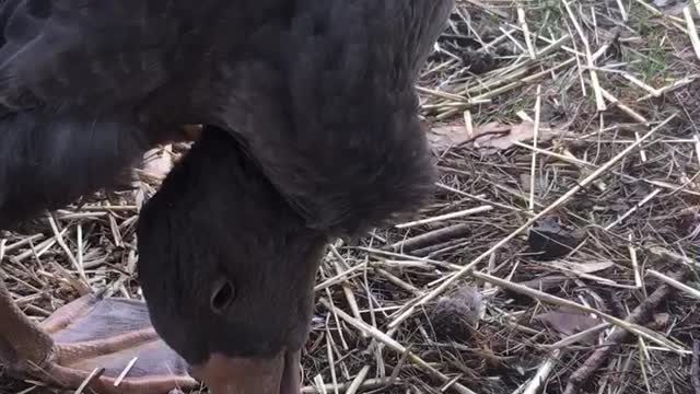 Bert, My special needs goose has early issues twisting neck