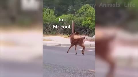 Funny Wild And Farm Animals Videos - LAST YEAR 2021