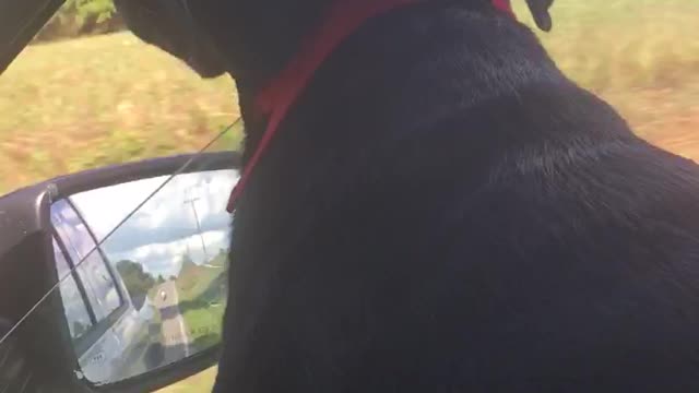 Ruger loves taking a ride