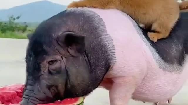 Piglet eating watermelon