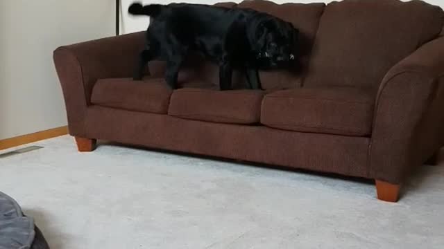 Black dog running on top of sofa with remote in mouth