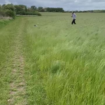 Dog bouncing through fields