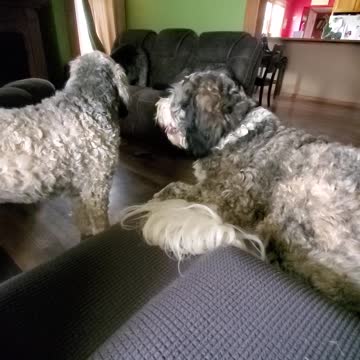 Where is My Squeeker?