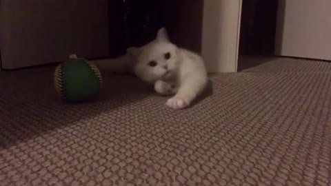 Surprise! “Furrocious” British Shorthair Kitten playing with huge ball!