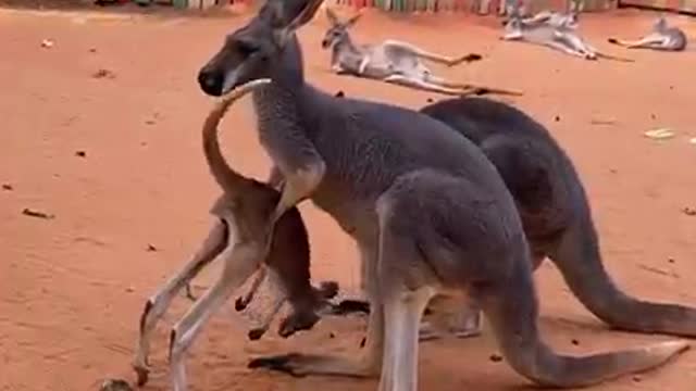 Kangaroo joeys don't get grounded, they get...de-grounded? 😂😂😂