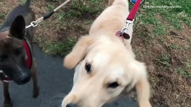 Golden retriever and black dog try to take a bite out of a dandelion