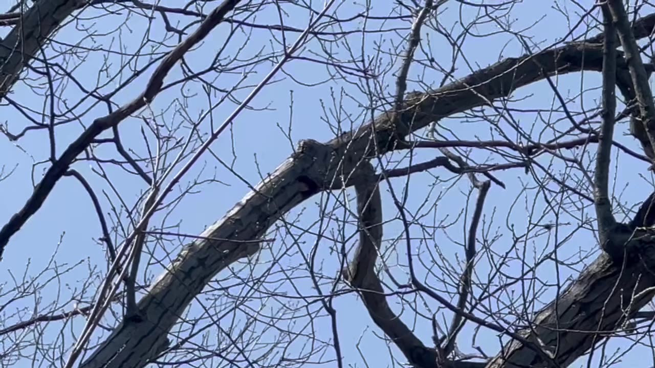 Spotted a Red Bellied woodpecker nest at James Gardens Toronto