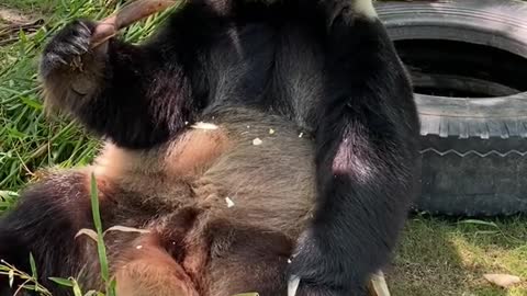 Giant pandas eating bamboo shoots