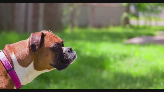 dog yawn and meditate