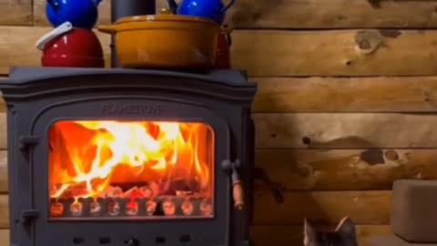 🐱 🔥 Comfy!