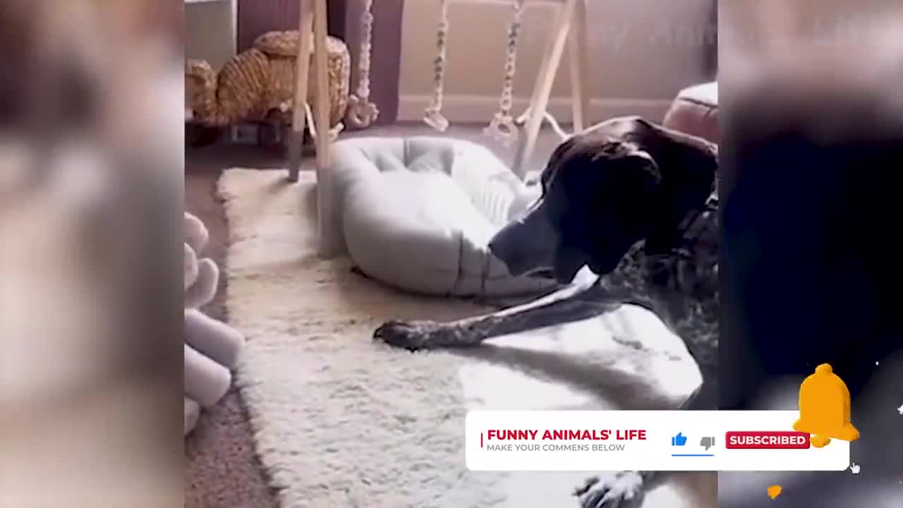 So funny these Animals - Love it