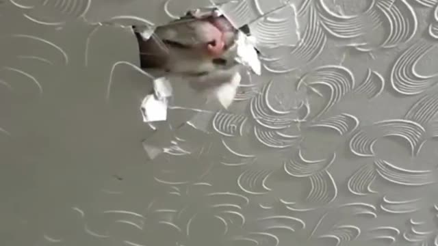Cats deliberately make mistakes in order to help you quit cats themselves!