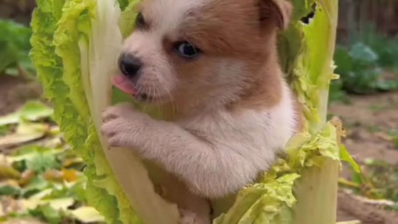 A dog is gnawing on cabbage”.